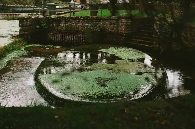 Naturnaher Schwimmteich